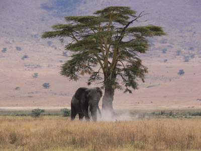 Elefant Tansania